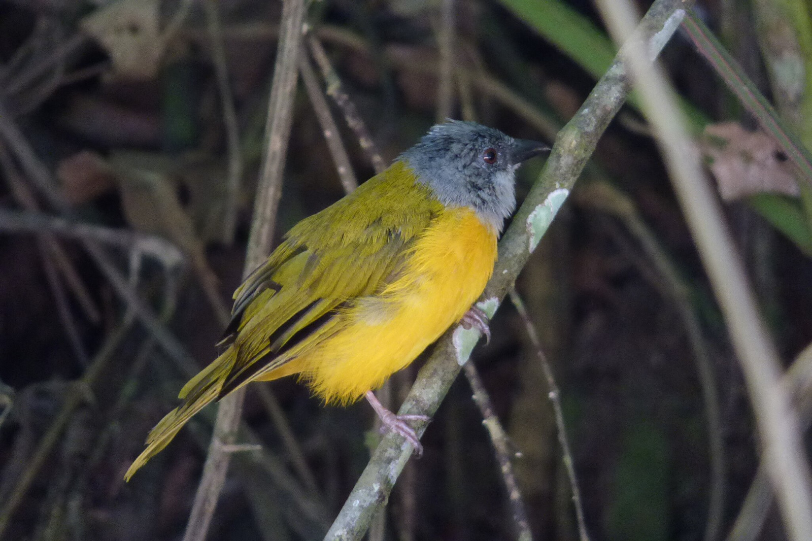image Grey-headed Tanager
